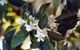 Orange blossoms